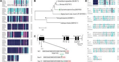Mutagenesis Reveals That the OsPPa6 Gene Is Required for Enhancing the Alkaline Tolerance in Rice